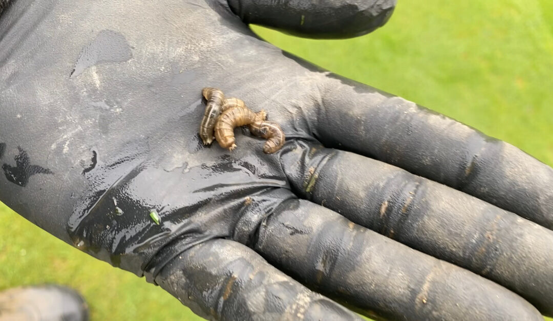 Those Pesky Leatherjackets!!