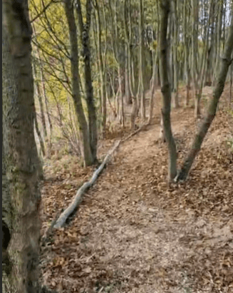 Explore our new woodland path